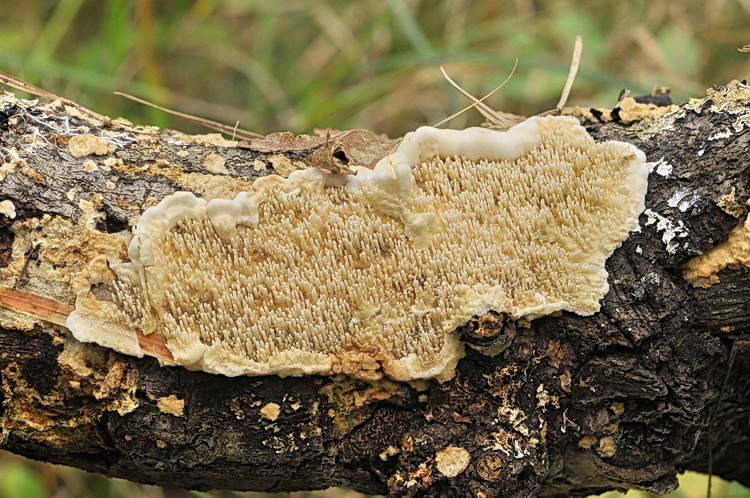 Aphyll.dalle colline di Mondeggi (Radulomyces molaris)